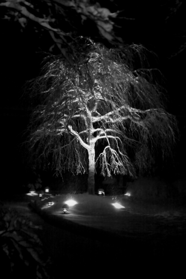 2010 02 10 IMG 8323bw
